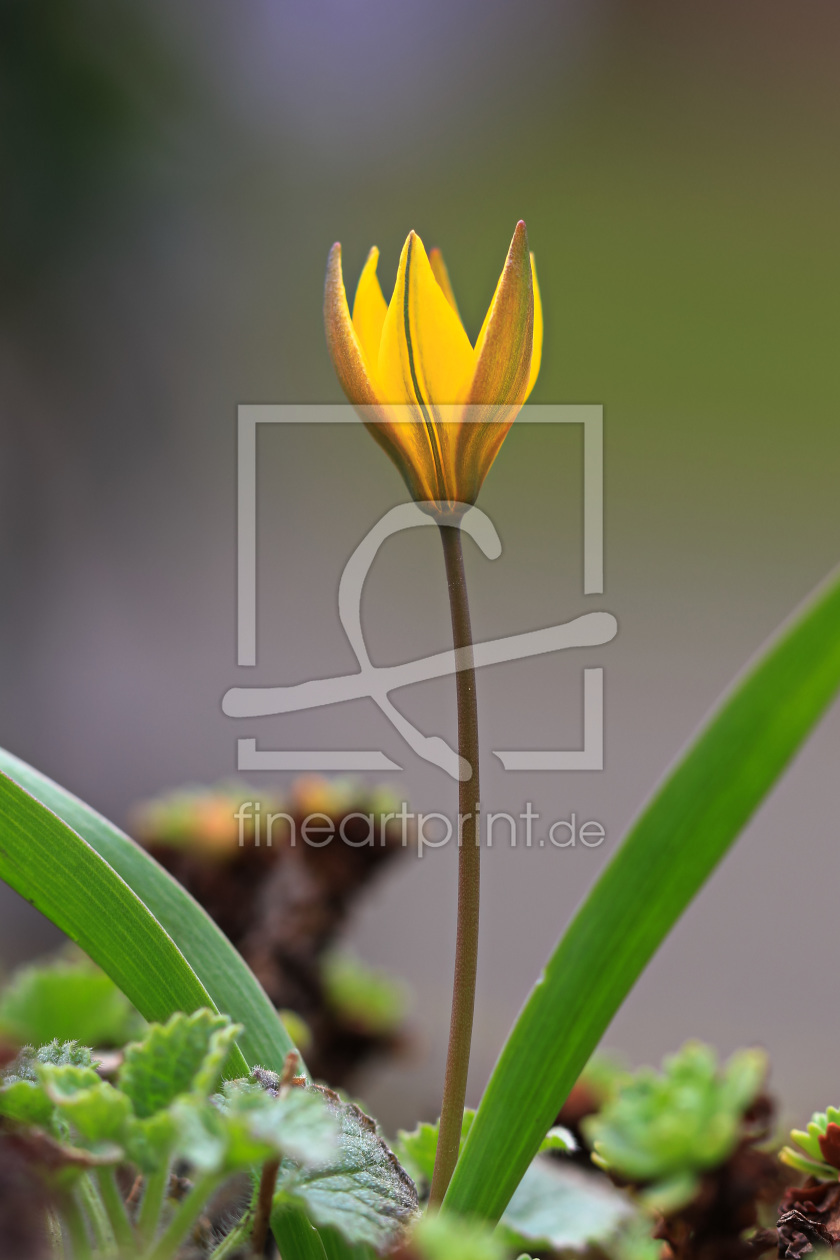 Bild-Nr.: 11982313 Ganz kleine Tulpe Bild-Nr.: 11982313 Ganz kleine Tulpe erstellt von falconer59