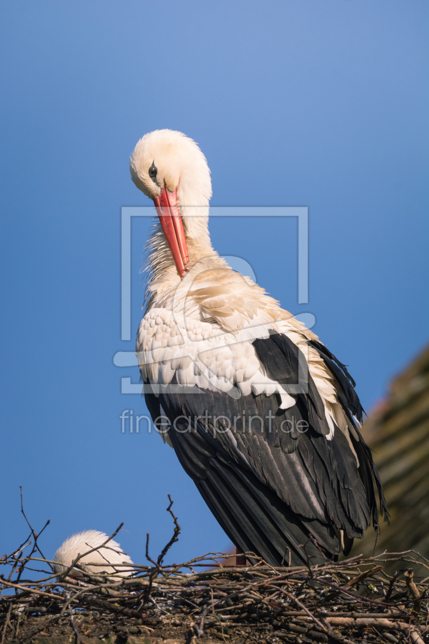 Bild-Nr.: 11982494 Storch im Nest erstellt von luxpediation