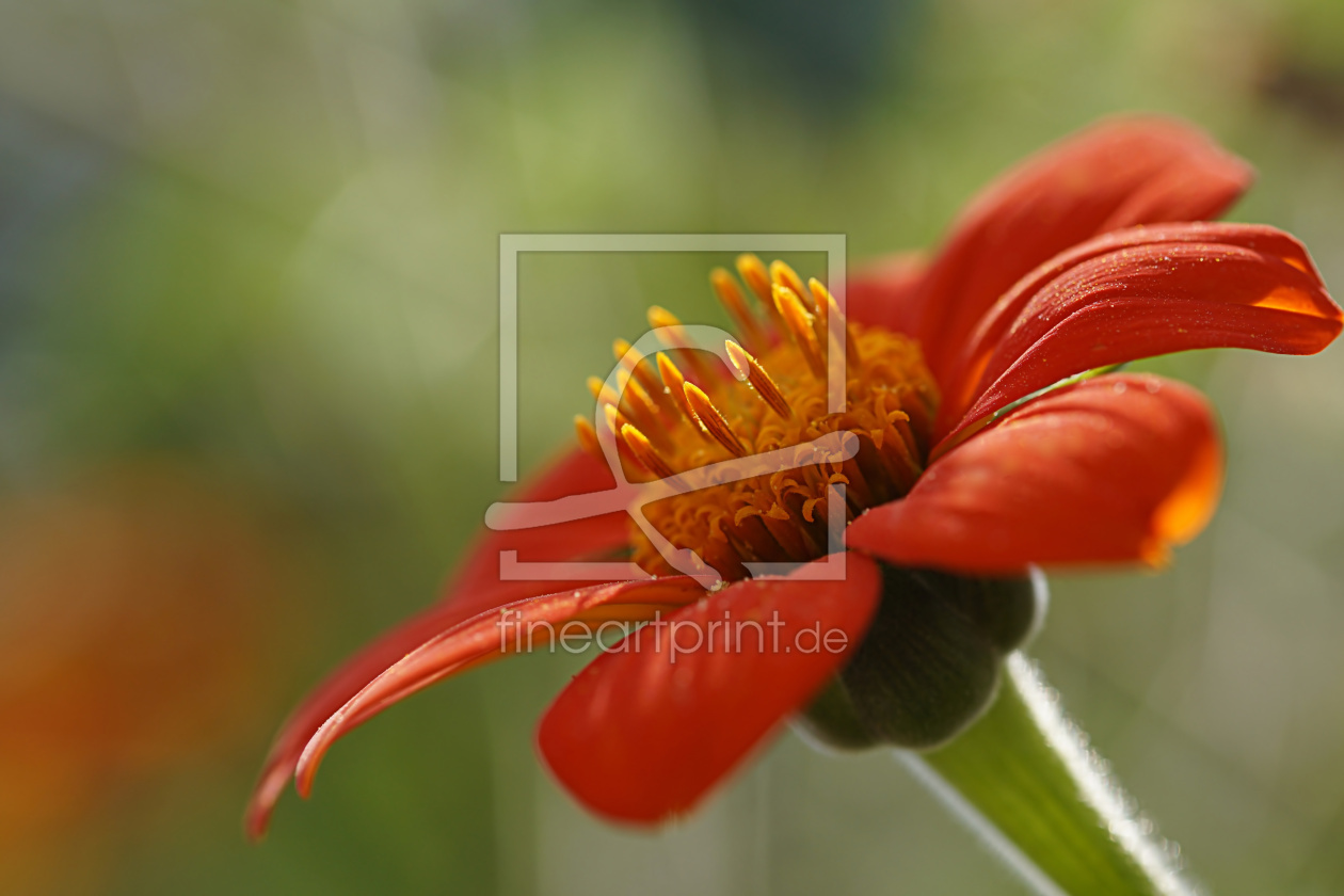Bild-Nr.: 11982512 Orange blossom Bild-Nr.: 11982512 Orange blossom erstellt von youhaveadream