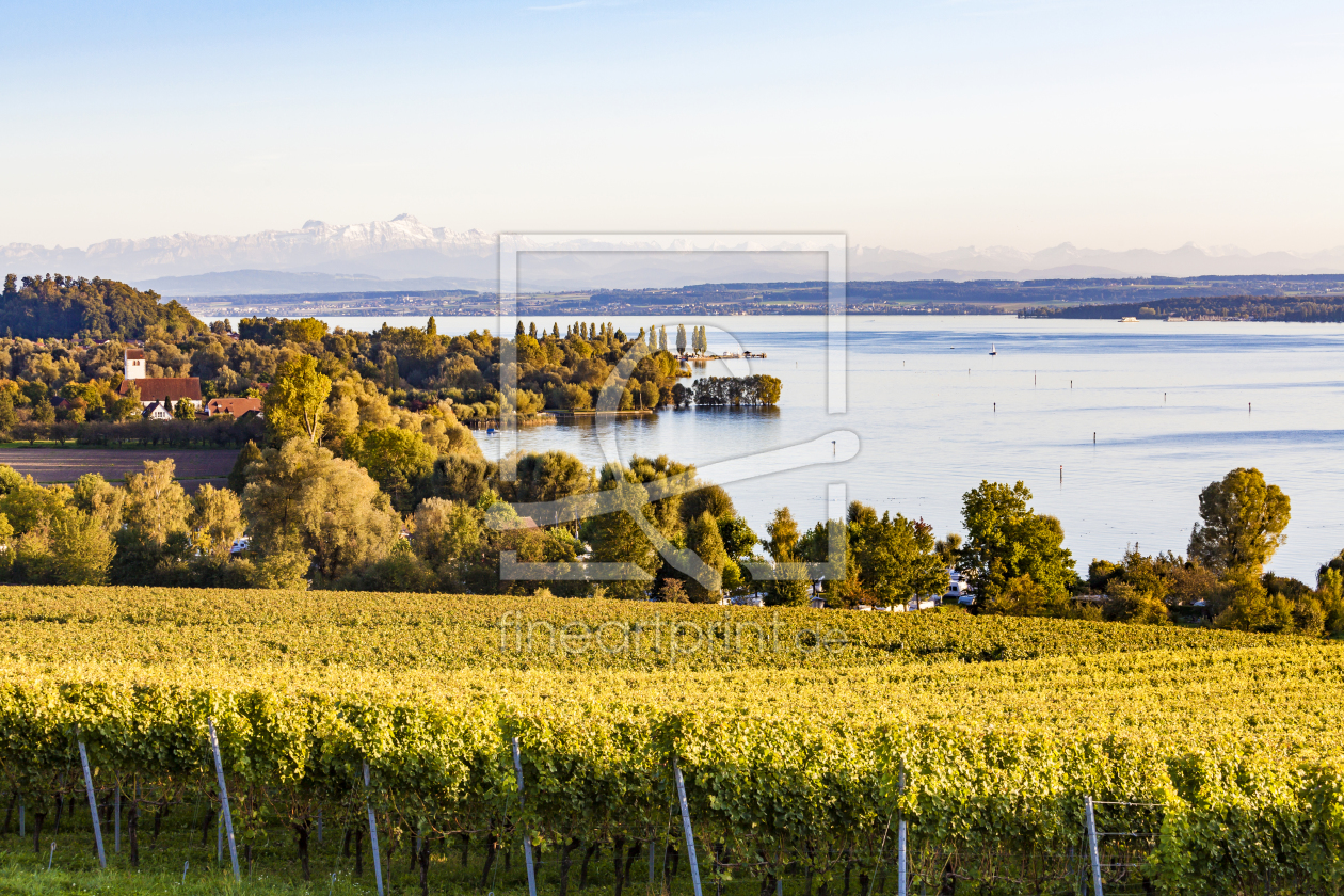 Bild-Nr.: 11982722 Weinberg bei Überlingen am Bodensee erstellt von dieterich