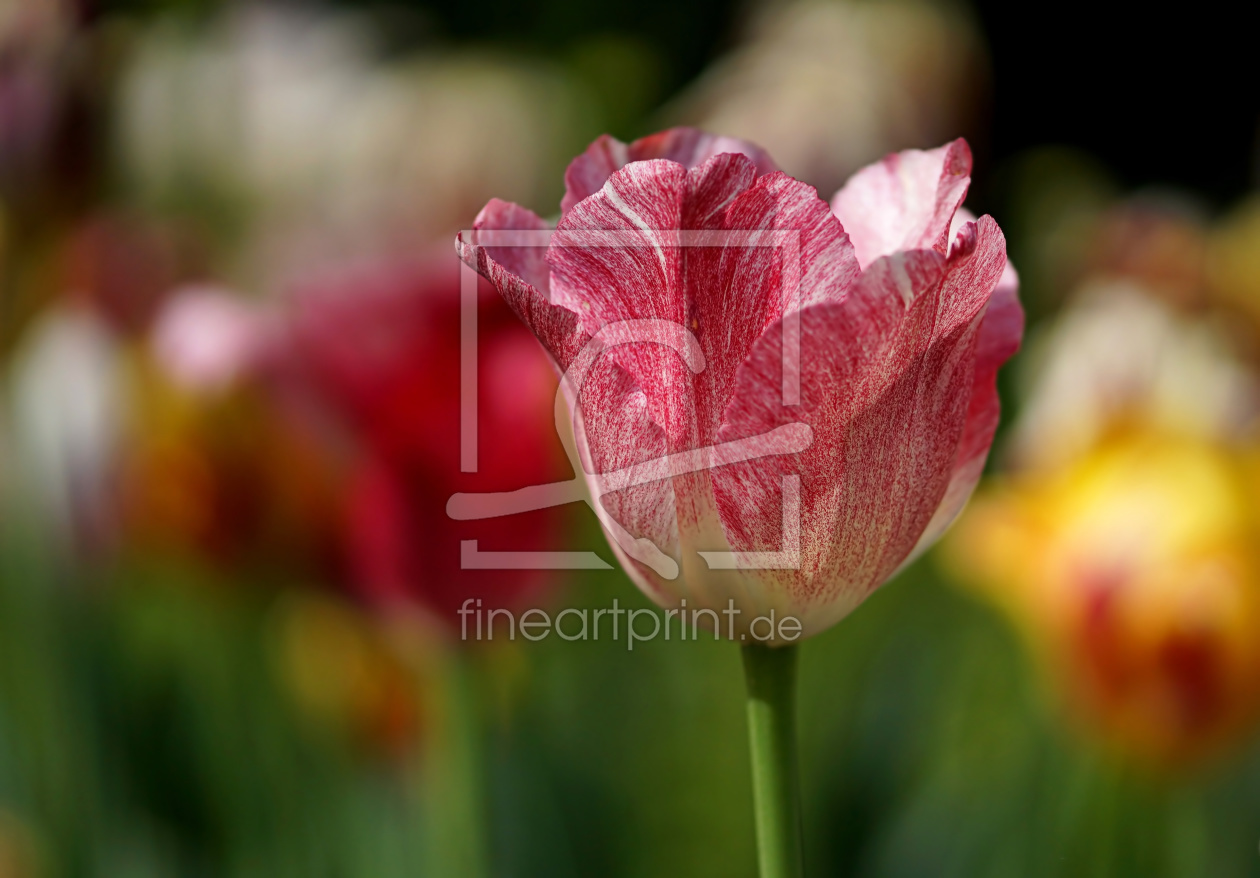 Bild-Nr.: 11982756 Bunter Frühling Bild-Nr.: 11982756 Bunter Frühling erstellt von youhaveadream