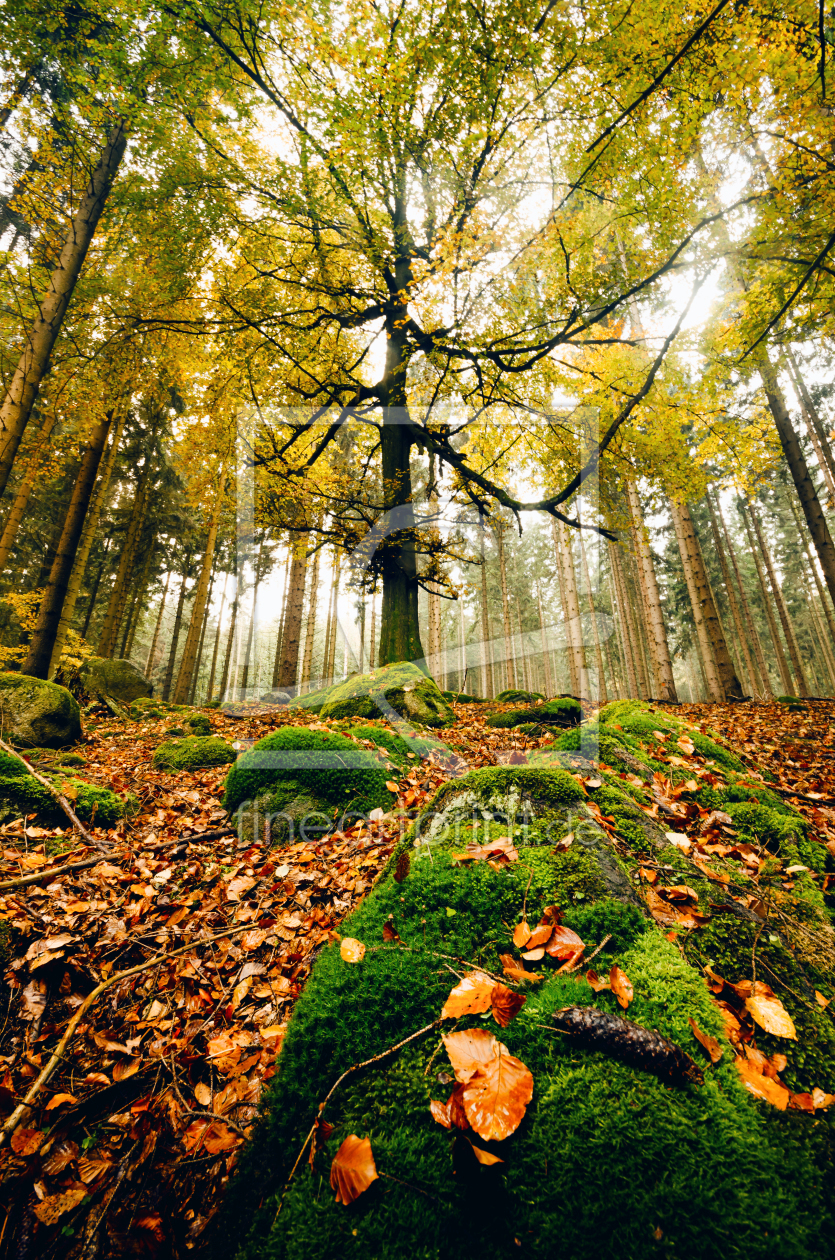 Bild-Nr.: 11982783 Baum im Wald erstellt von AlenaTerbachFotografie