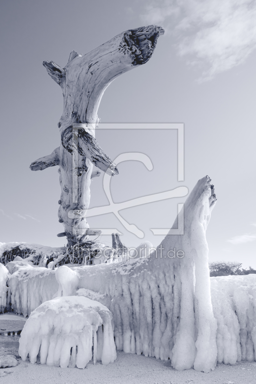 Bild-Nr.: 11982830 Baumstamm mit Eis am Darßer Weststrand erstellt von dresdner