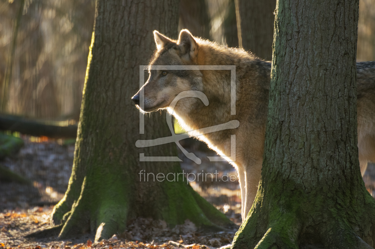 Bild-Nr.: 11982956 Wolf in den Wäldern erstellt von Tanja Riedel
