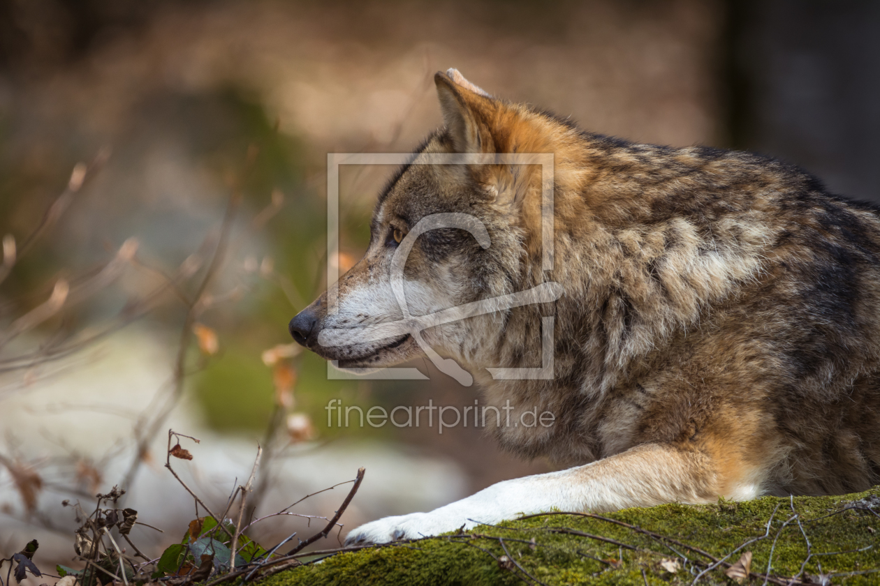 Bild-Nr.: 11983782 Wolf auf dem Fels erstellt von luxpediation