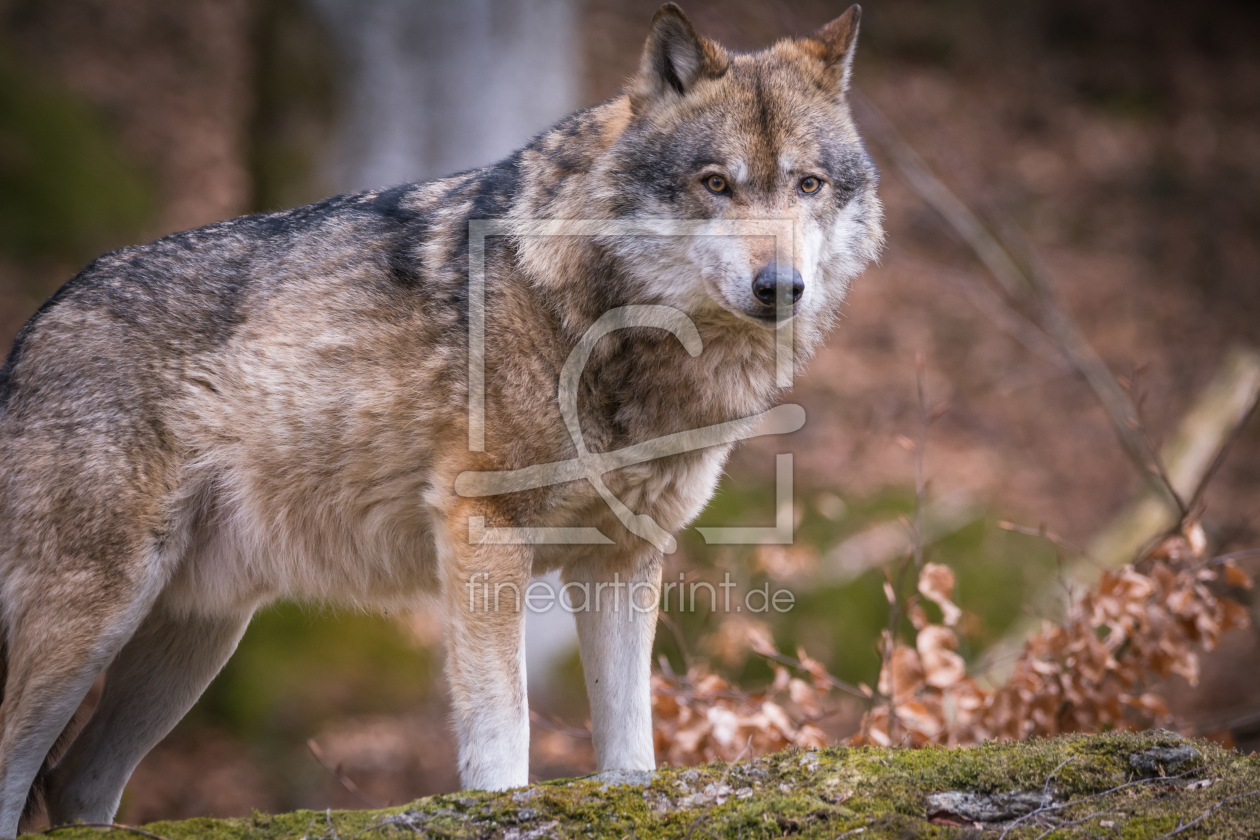 Bild-Nr.: 11983954 Wolf erstellt von luxpediation