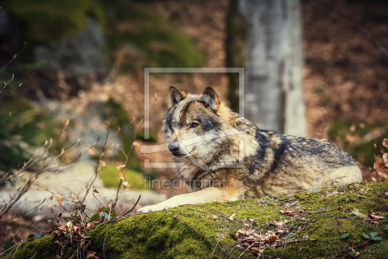 Bild-Nr.: 11984165 Wolf im Wald erstellt von luxpediation