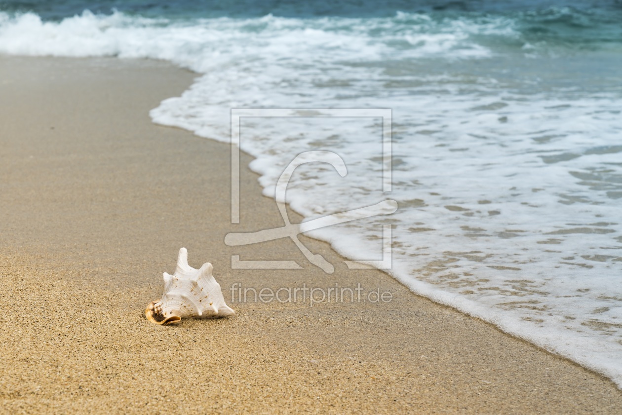 Bild-Nr.: 11984383 Strand Muschel erstellt von JS-FotoSelect