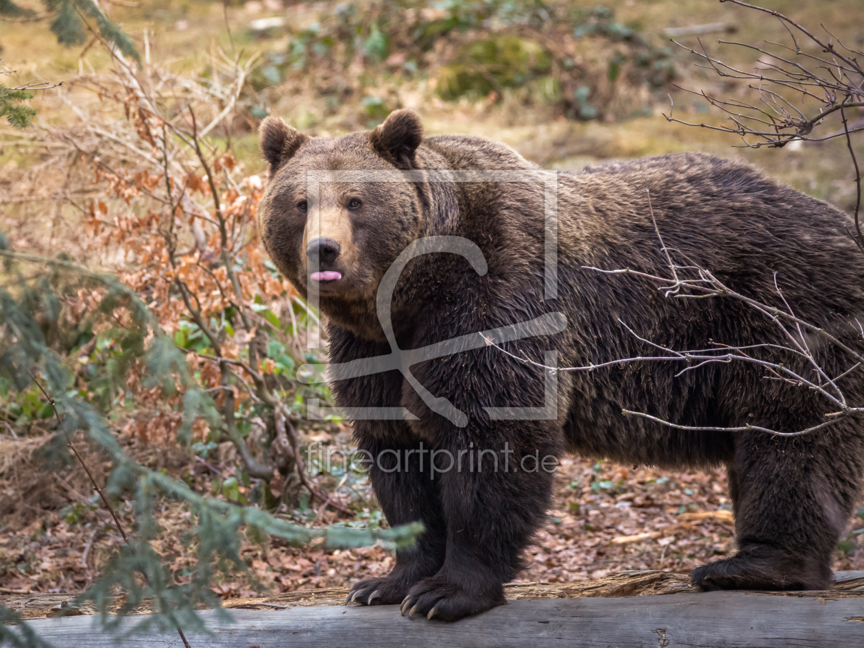 Bild-Nr.: 11984556 Braunbär mit gestreckter Zunge erstellt von luxpediation