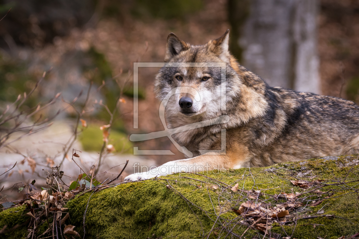 Bild-Nr.: 11984662 Tier - Blick des Wolfs erstellt von luxpediation