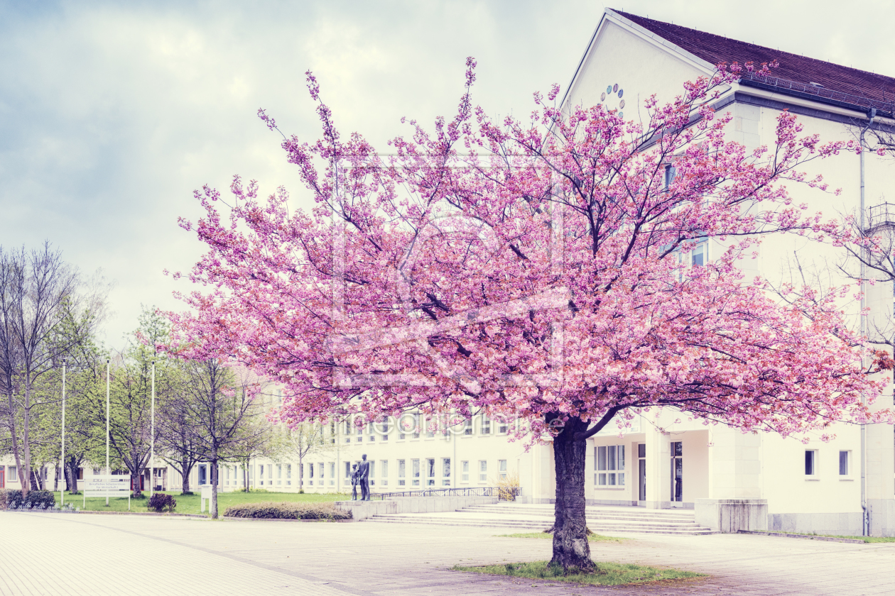 Bild-Nr.: 11984885 Kirschblüte in Chemnitz erstellt von Daniela Beyer