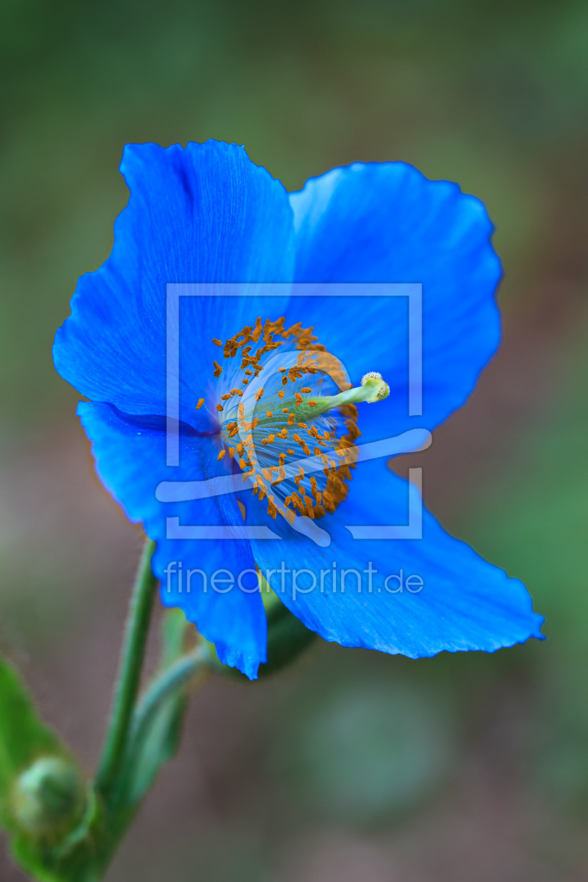 Bild-Nr.: 11985265 Großer Scheinmohn hochformat erstellt von falconer59