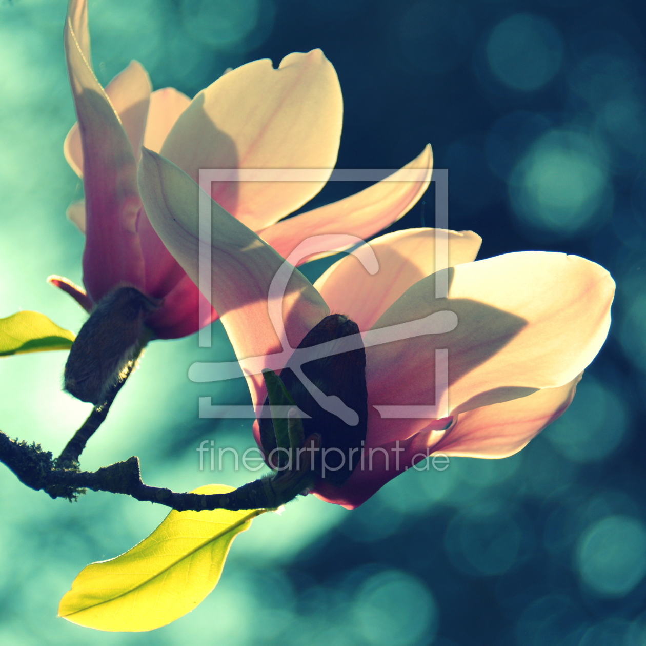 Bild-Nr.: 11985364 Magnolienblüten erstellt von GUGIGEI