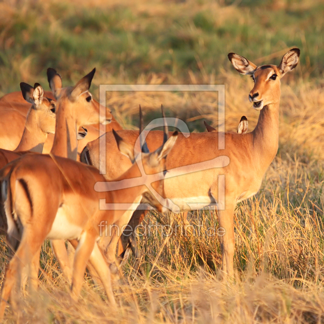 Bild-Nr.: 11985707 Impalas im Okavango Delta erstellt von DirkR