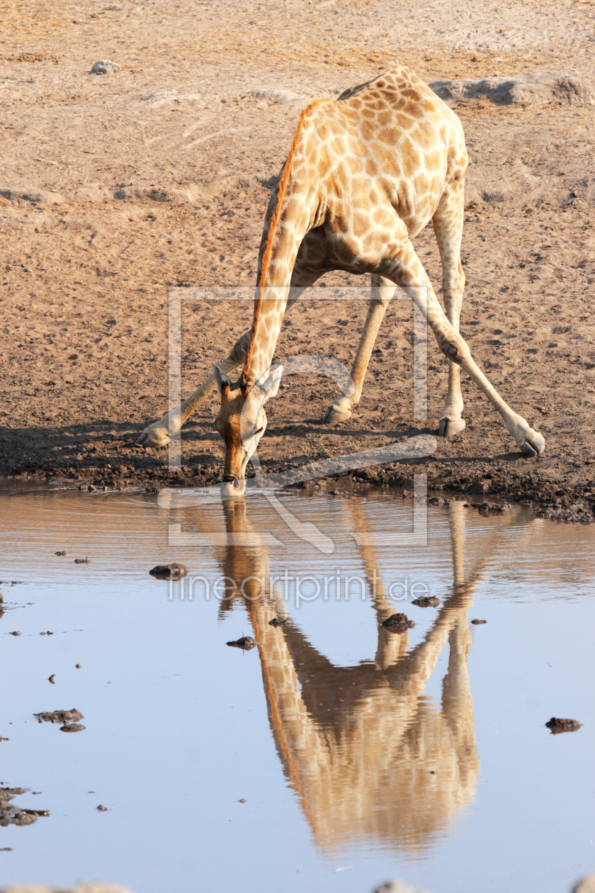 Bild-Nr.: 11986724 Giraffe im Etosha Nationalpark erstellt von DirkR