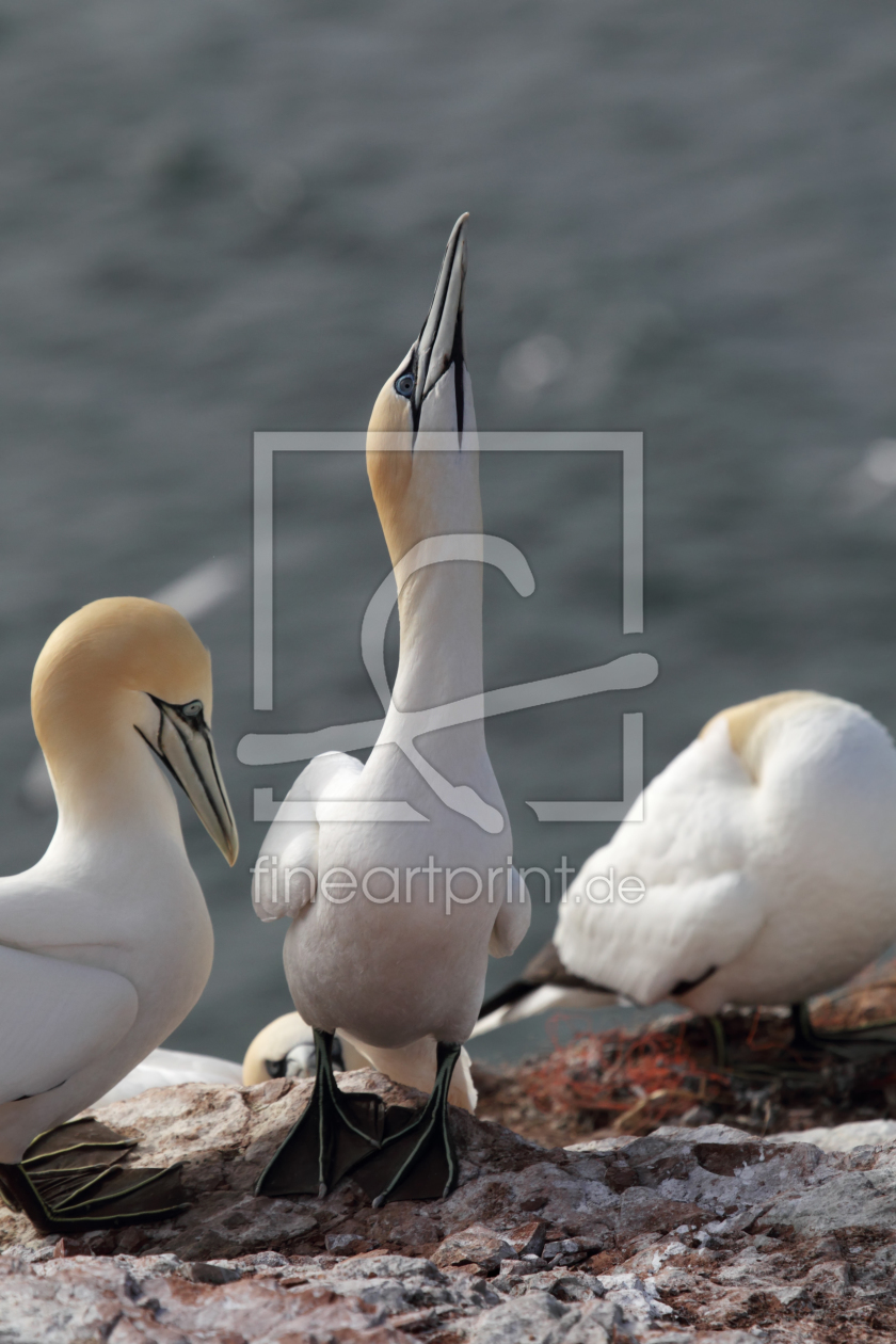 Bild-Nr.: 11986727 Basstölpel auf Helgoland erstellt von DirkR