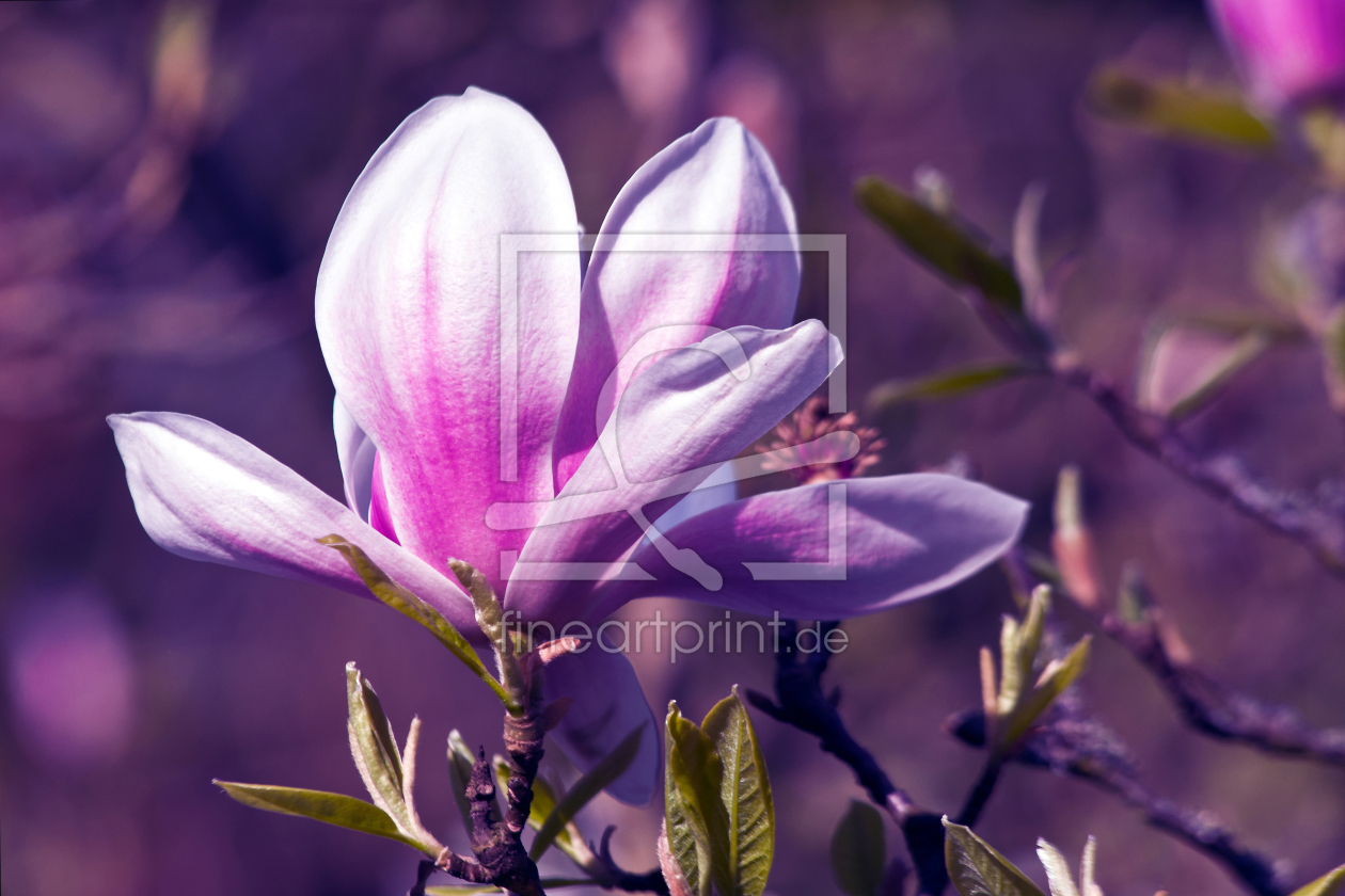 Bild-Nr.: 11987503 Magnolien in Ultra Violet erstellt von Captainsilva