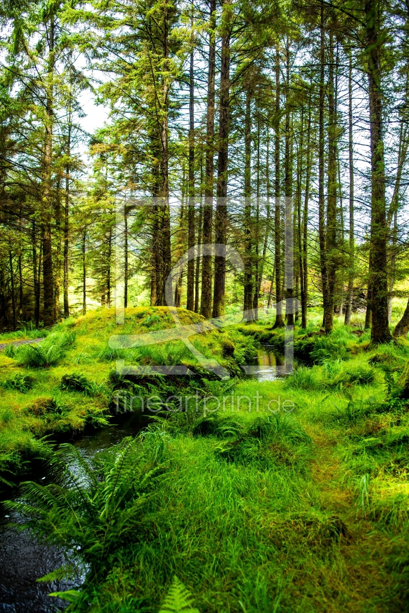 Bild-Nr.: 11987708 Schmaler Bach fließt durch Wald mit hohen Bäumen erstellt von grafxart