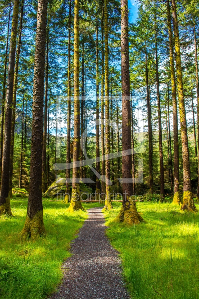 Bild-Nr.: 11987709 Weg durch Wald mit hohen Bäumen erstellt von grafxart