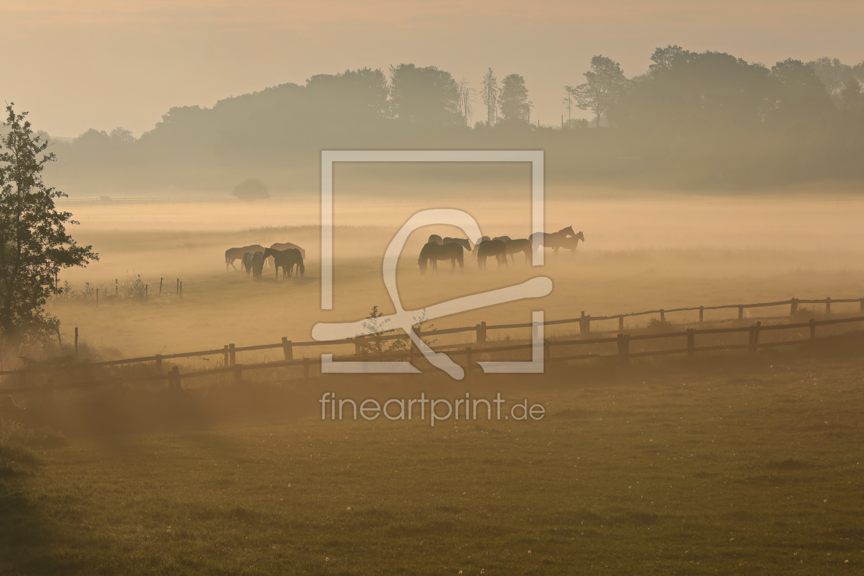 Bild-Nr.: 11988643 Pferde auf der Nebelwiese erstellt von falconer59