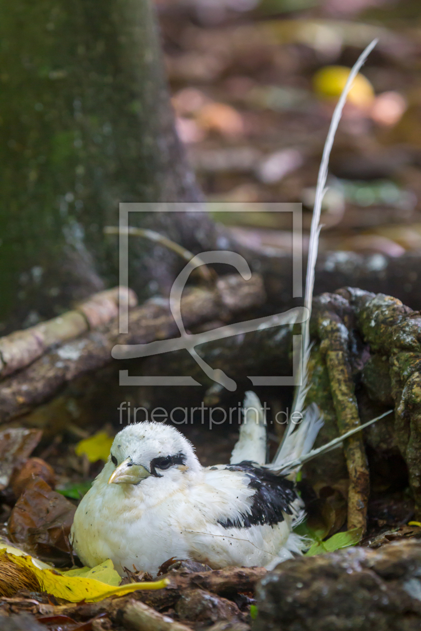 Bild-Nr.: 11989507 Weißschwanz-Tropikvogel erstellt von DirkR