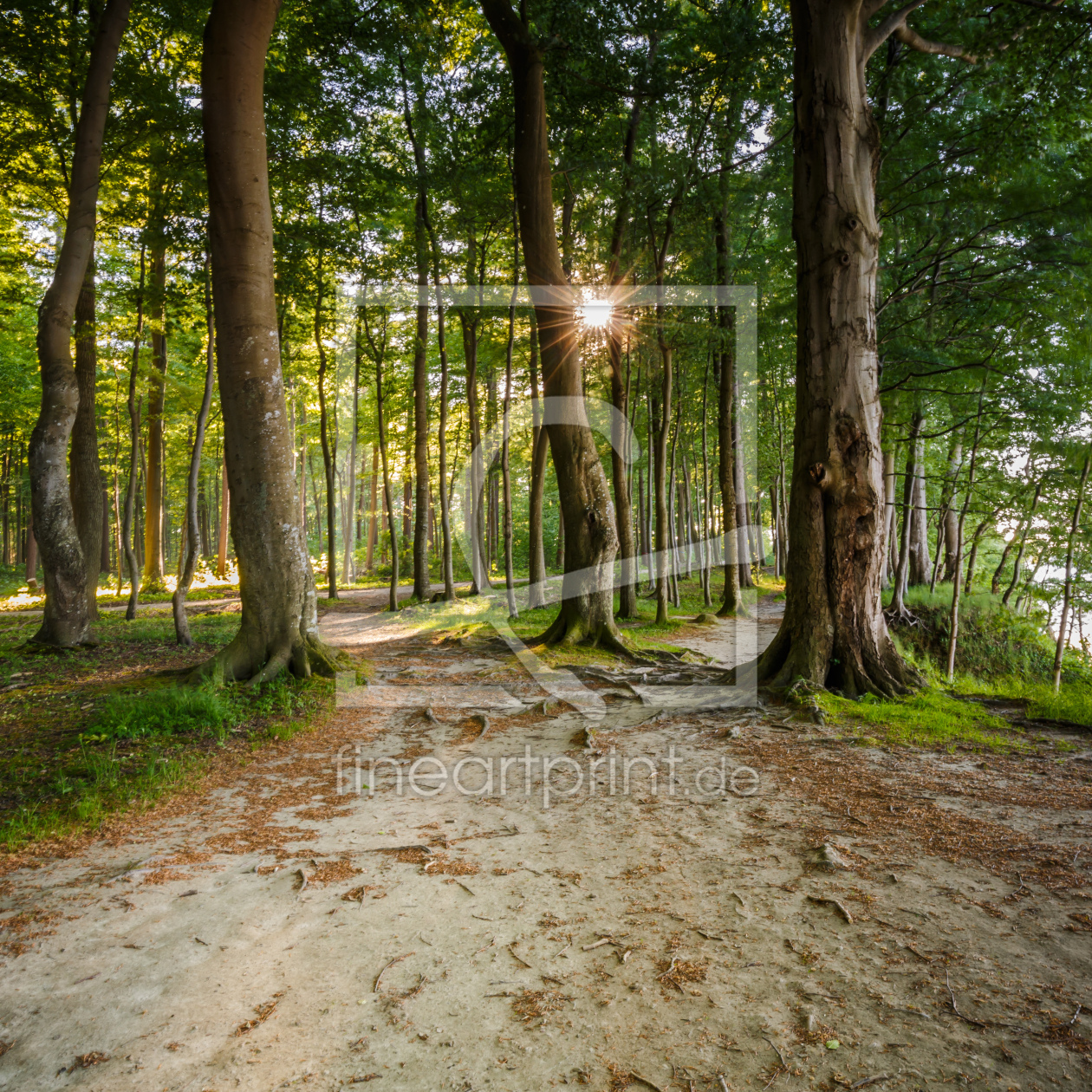 Bild-Nr.: 11990694 SONNE im WALD erstellt von Ursula Reins