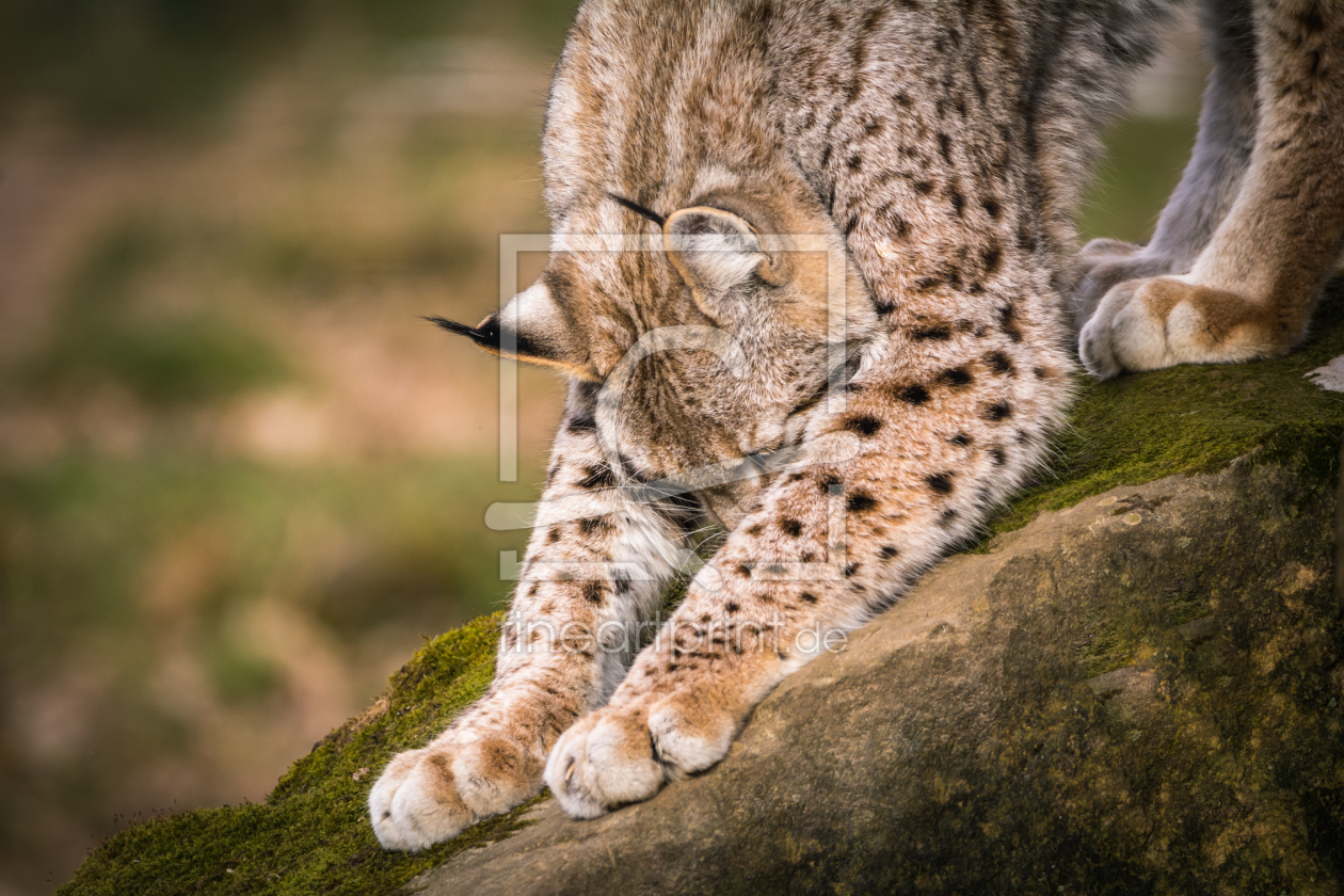 Bild-Nr.: 11990722 Luchs Gymnastik erstellt von luxpediation