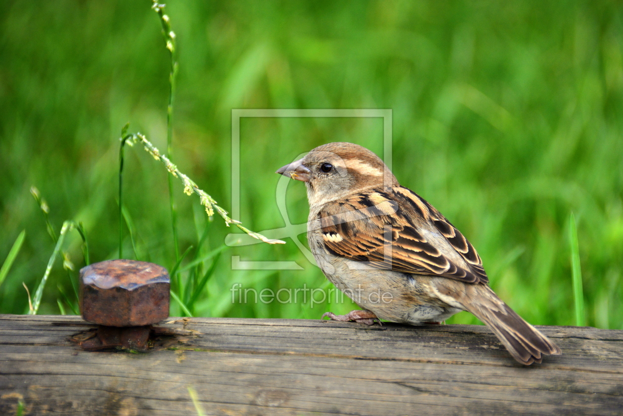 Bild-Nr.: 11991563 Der Spatz erstellt von GUGIGEI