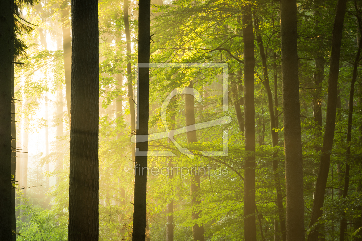 Bild-Nr.: 11992045 Lichter Wald - Natur Meditation der Stille erstellt von luxpediation