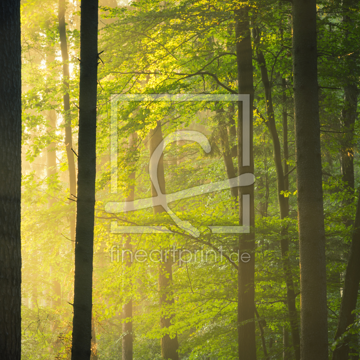 Bild-Nr.: 11993136 Lichtung im Wald erstellt von luxpediation