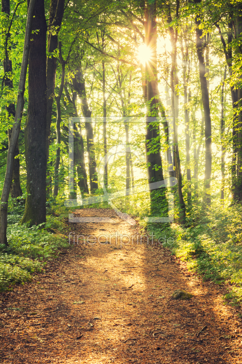 Bild-Nr.: 11993152 Waldweg im Sommerwald erstellt von luxpediation