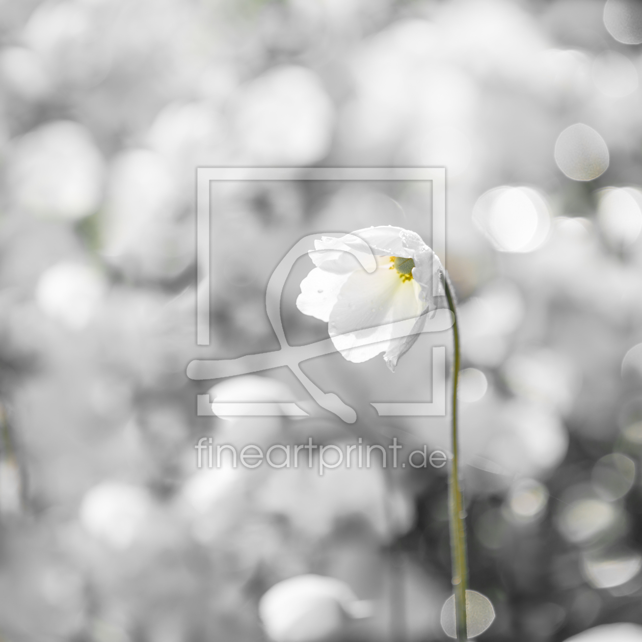 Bild-Nr.: 11994077 White Anemone erstellt von Ursula Reins
