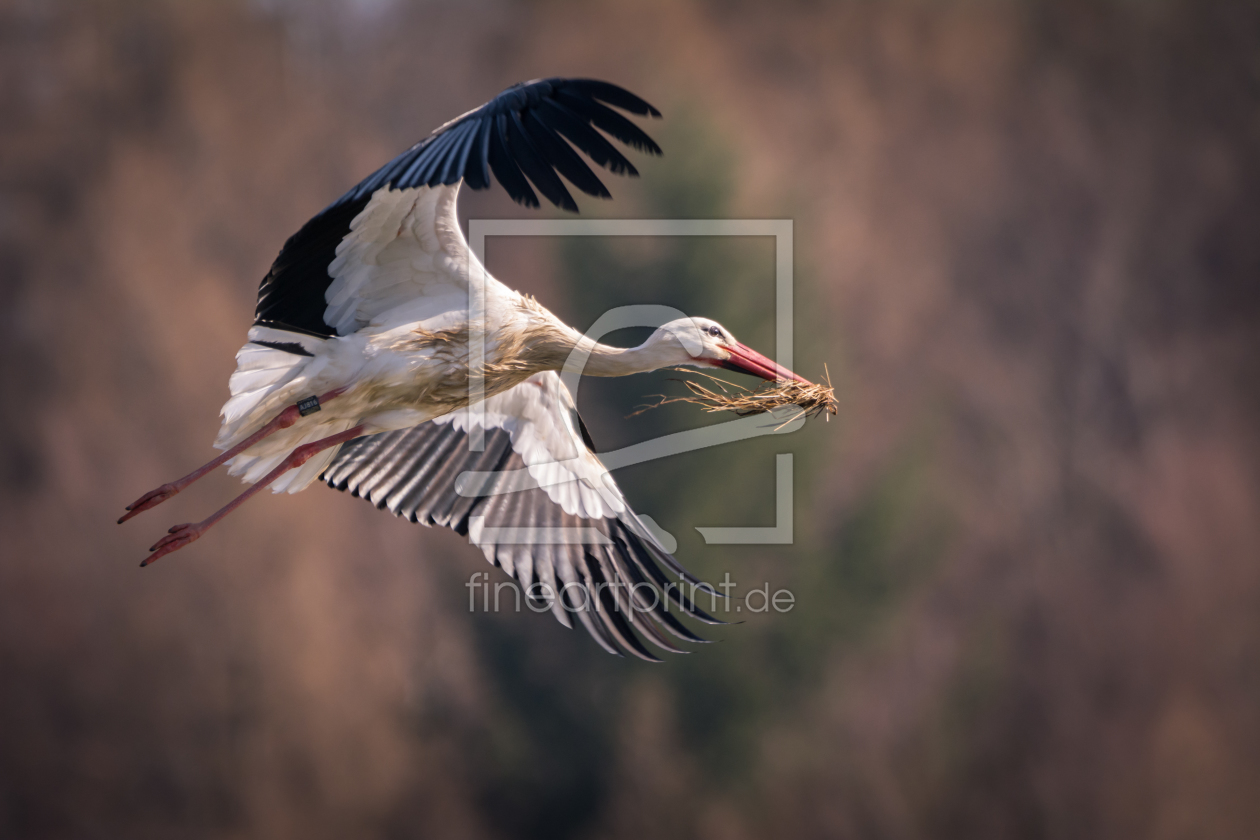 Bild-Nr.: 11994127 Storch im Flug zum Nest erstellt von luxpediation