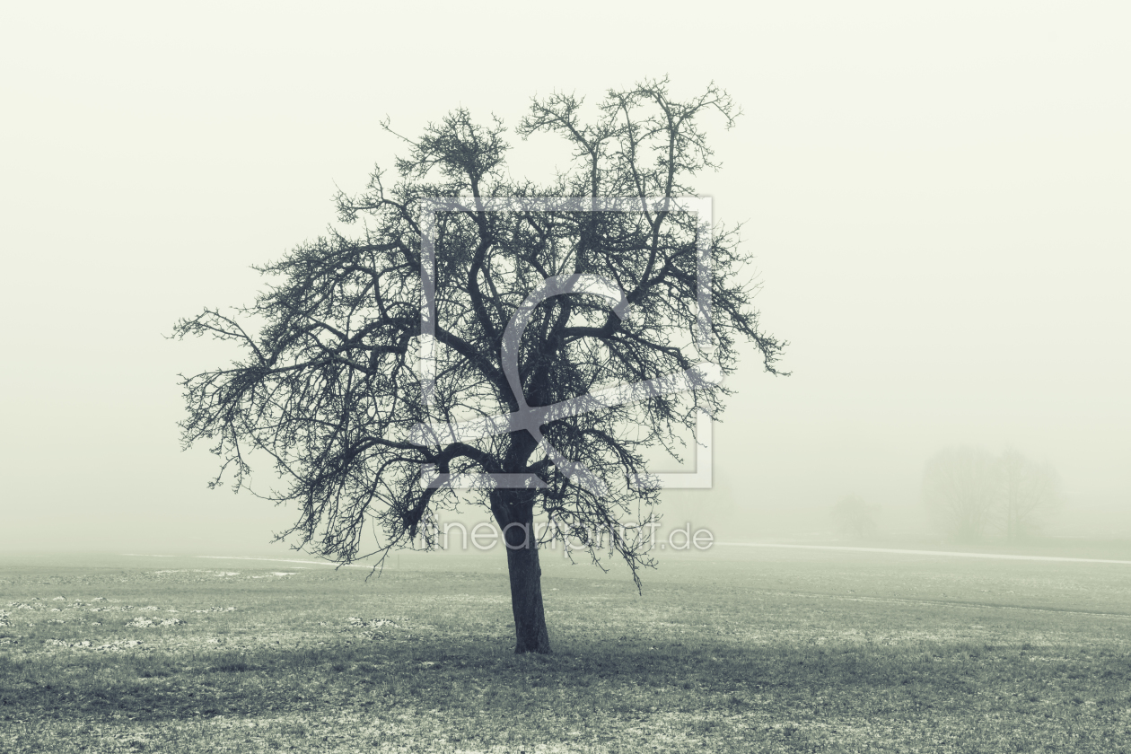 Bild-Nr.: 11994569 Einzelner Baum in der Landschaft erstellt von luxpediation