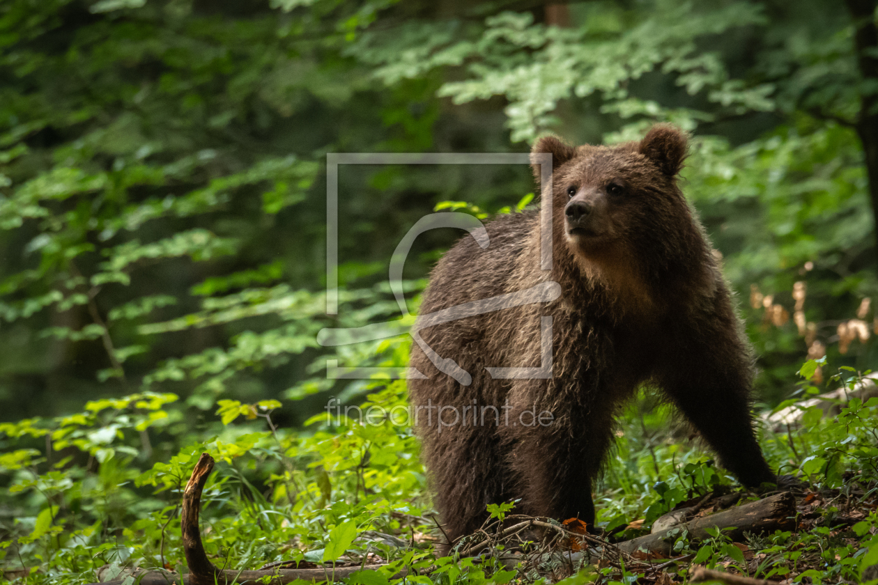 Bild-Nr.: 11995303 junger Braunbär erstellt von ap9821