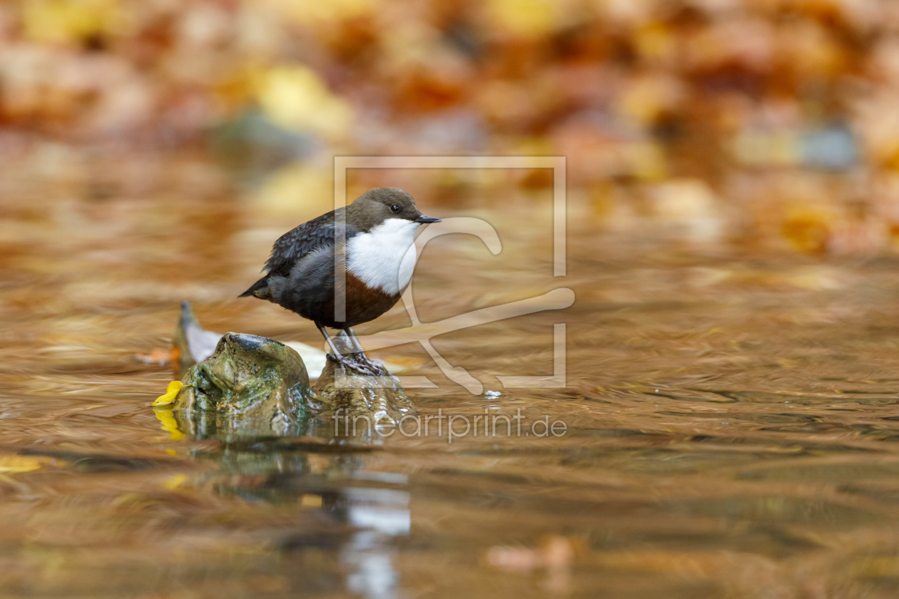 Bild-Nr.: 11995314 Wasseramsel in herbstlicher Natur erstellt von Daniela Beyer