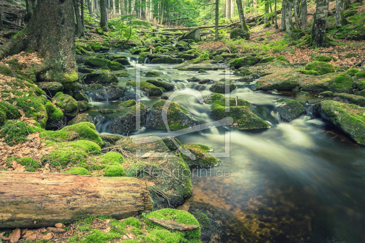 Bild-Nr.: 11995547 Waldbach Natur  erstellt von luxpediation