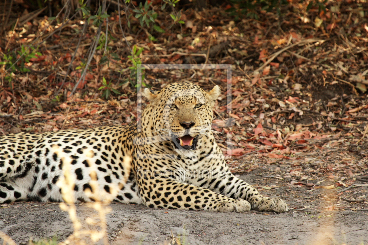 Bild-Nr.: 11995582 Leopard erstellt von DirkR