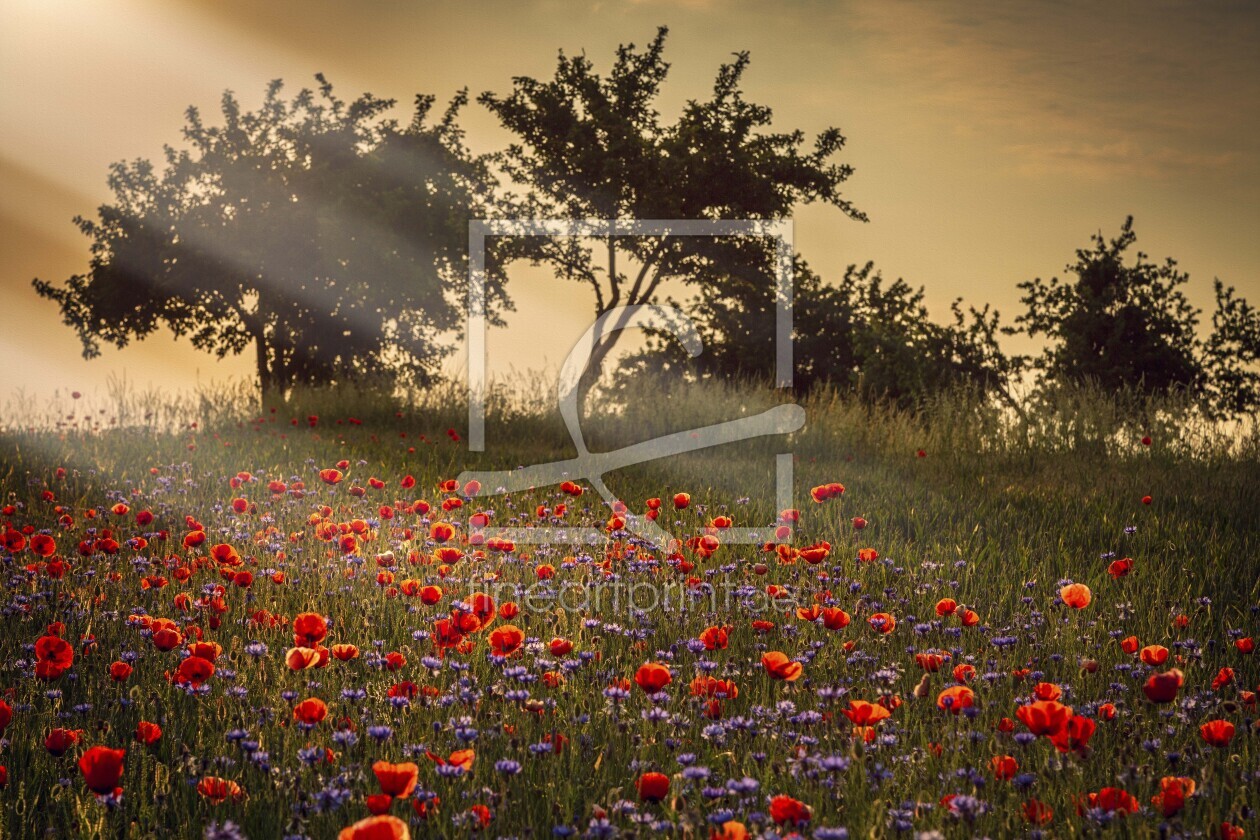 Bild-Nr.: 11996307 Mohnblumen im Sonnenstrahl erstellt von MeckP65