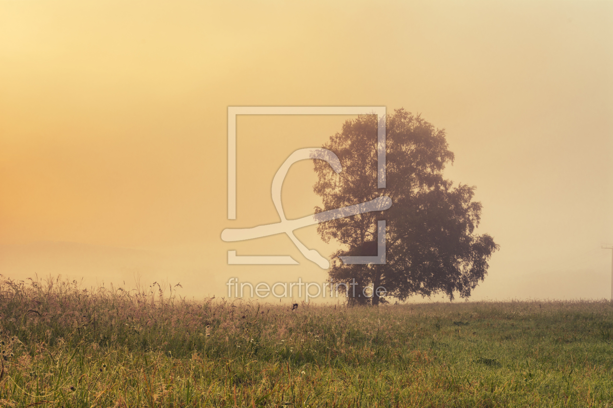 Bild-Nr.: 11996393 Morgenrot in der Landschaft mit Baum erstellt von luxpediation