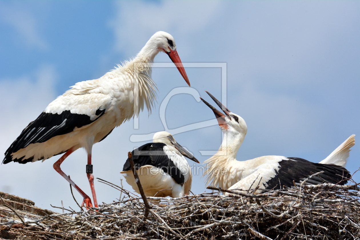 Bild-Nr.: 11996443 Familie Storch erstellt von GUGIGEI