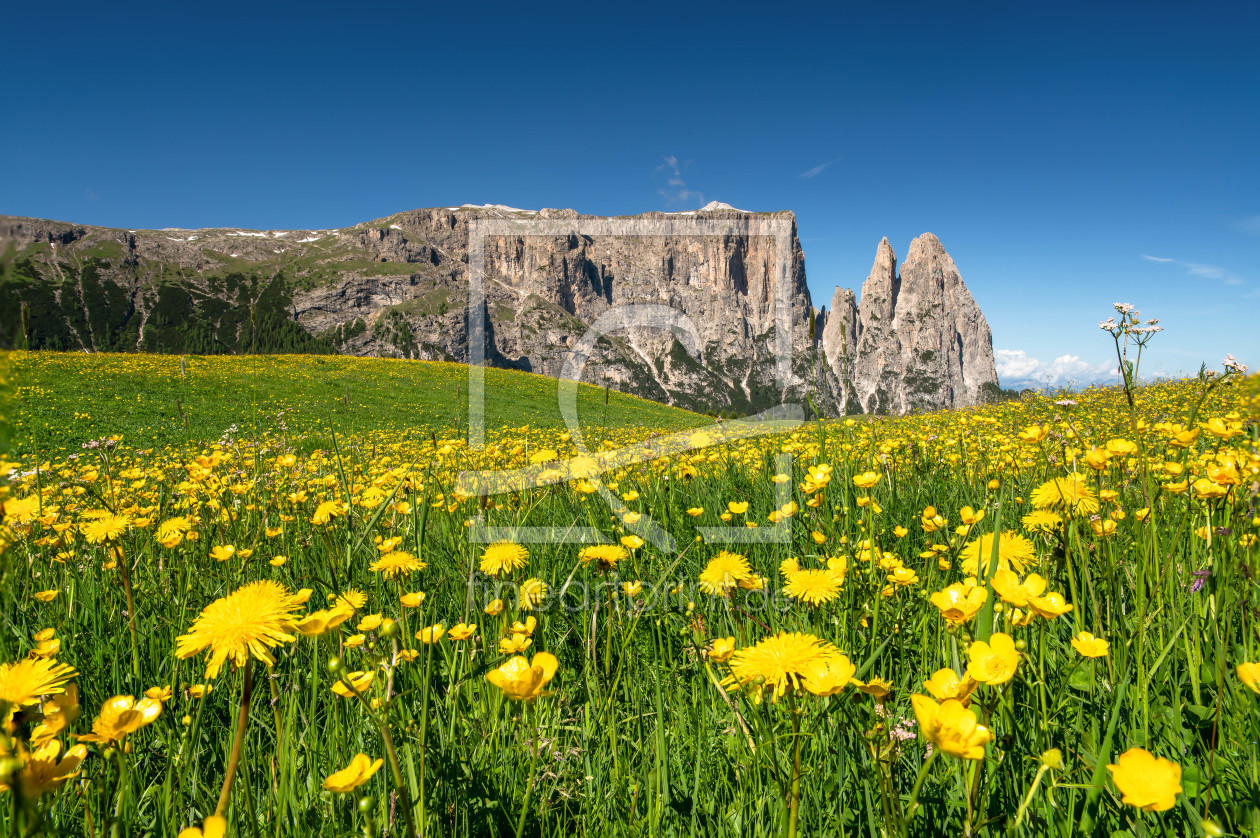 Bild-Nr.: 11996477 Frühling auf der Seiser Alm in Südtirol erstellt von Achim Thomae