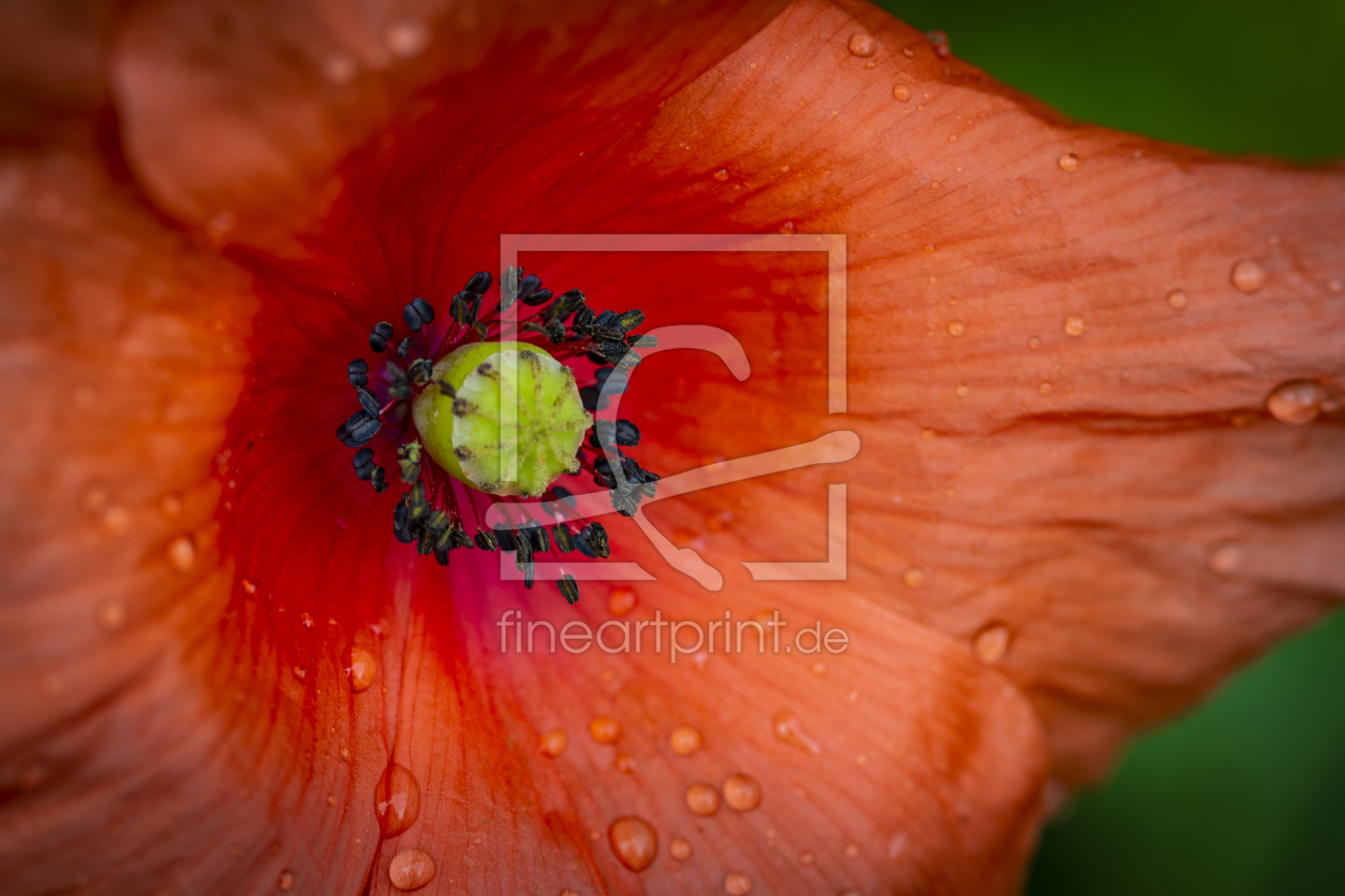 Bild-Nr.: 11996522 Papaver rhoeas  erstellt von Ursula  Di Chito