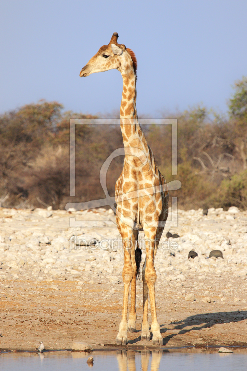 Bild-Nr.: 11996526 Giraffe erstellt von DirkR