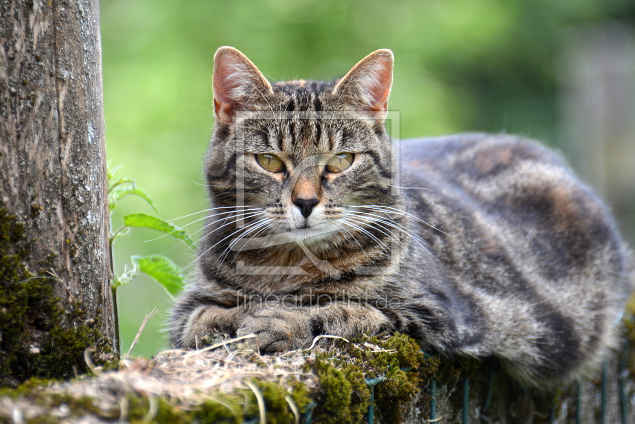 Bild-Nr.: 11996582 cat erstellt von GUGIGEI