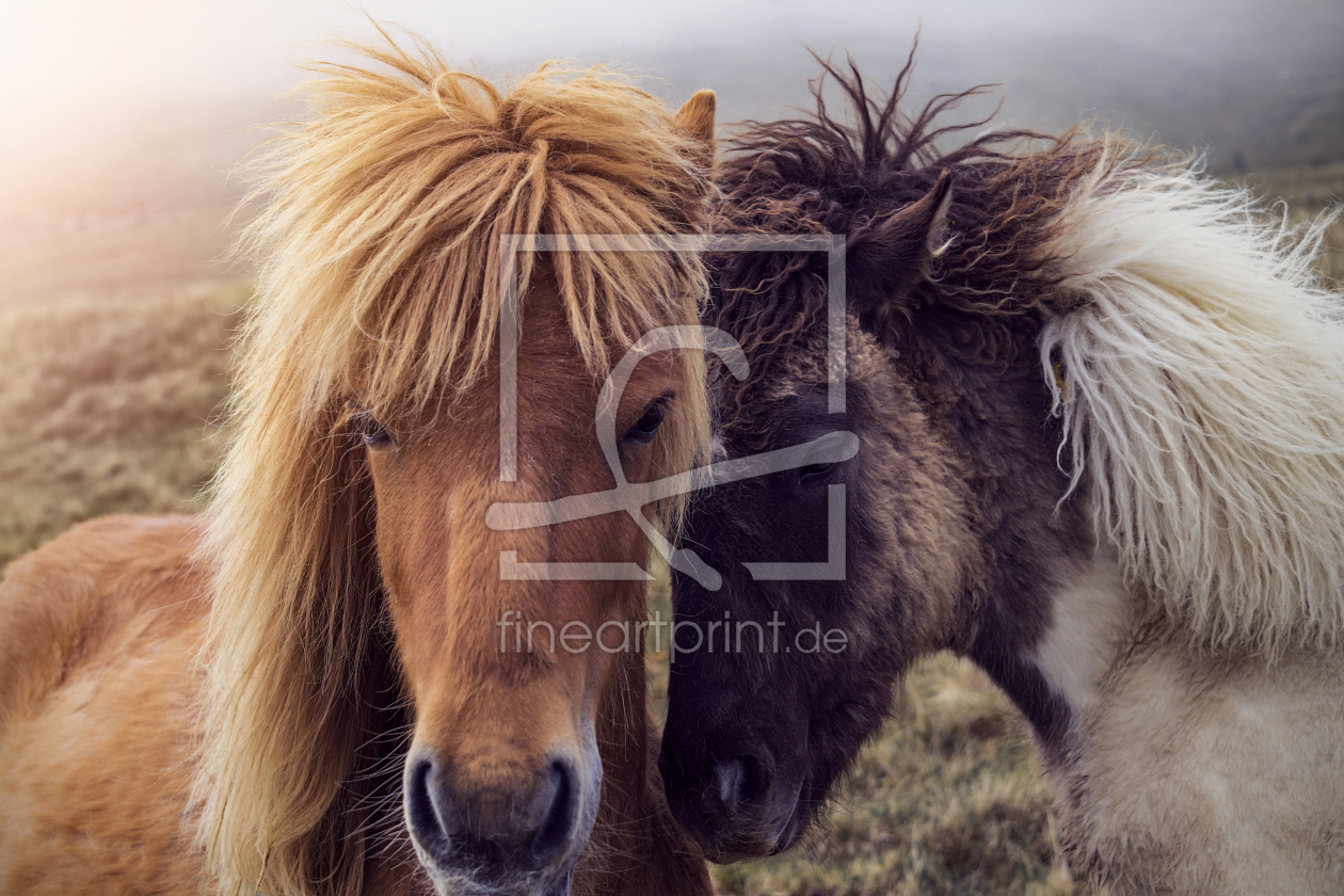 Bild-Nr.: 11996907 Pferde auf den Färöer Inseln erstellt von phoelix