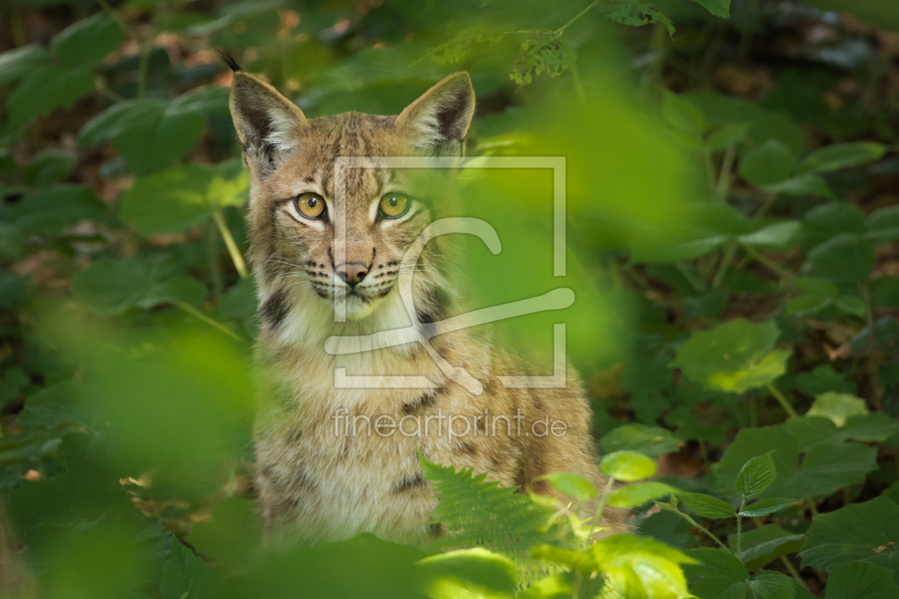 Bild-Nr.: 11996980 Luchs erstellt von luxpediation