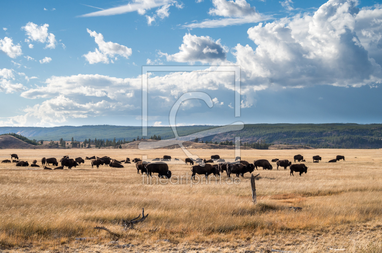 Bild-Nr.: 11996988 Bisonherde im Yellowstone Park erstellt von Fabian Trost