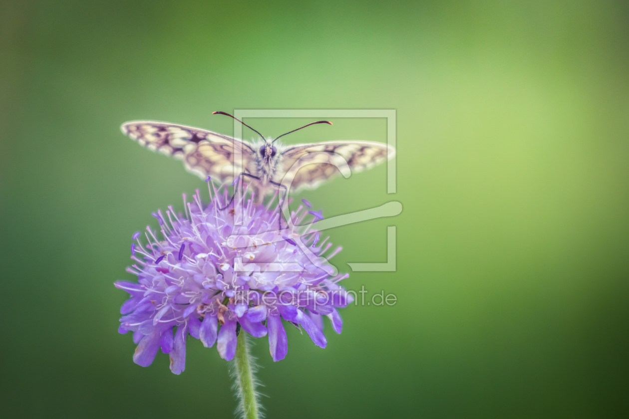 Bild-Nr.: 11997054 Schmetterling erstellt von Gaschwald