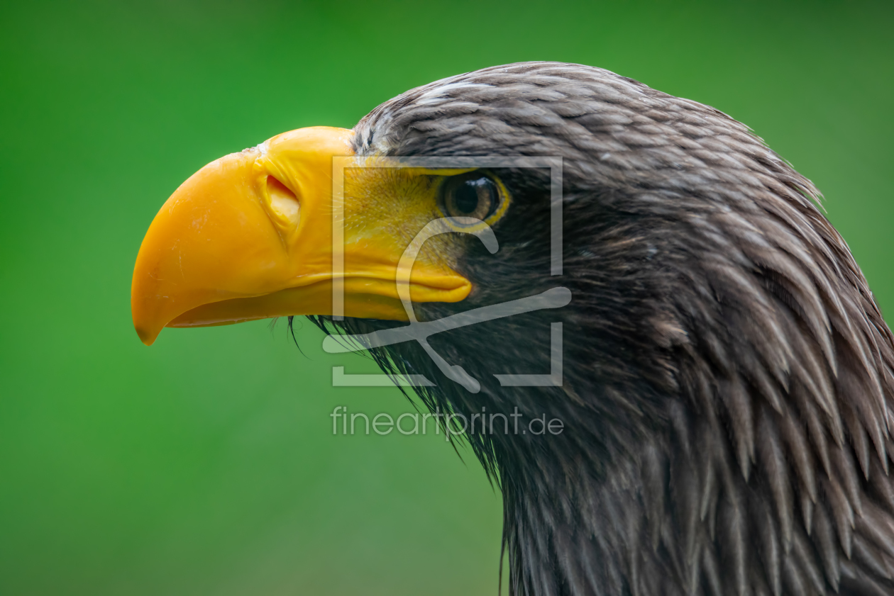 Bild-Nr.: 11997073 Riesenseeadler erstellt von FotoDeHRO